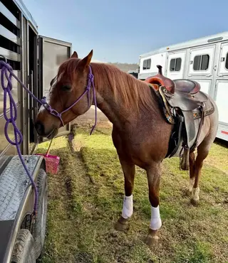 Monna Liza, 6 Year Old Sorrel Quarter Horse Mare for Sale in Weatherford, TX