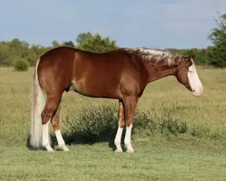 Mykindofagun (Simba), 7 Year Old Sorrel Quarter Horse Gelding for Sale in Buffalo, MO