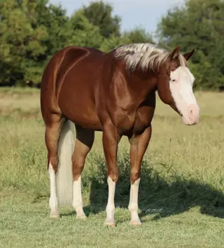 Mykindofagun (Simba), 7 Year Old Sorrel Quarter Horse Gelding for Sale in Buffalo, MO, photo 5 of 6