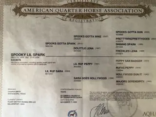 Spooky Lil Spark, 2 Year Old Bay Quarter Horse Stallion for Sale in Dewey, AZ, photo 2 of 2