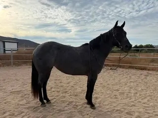 Hancocks Blue Derby (Belle), 5 Year Old Blue Roan Quarter Horse Mare for Sale in Murrieta, CA