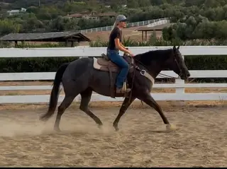 Hancocks Blue Derby (Belle), 5 Year Old Blue Roan Quarter Horse Mare for Sale in Murrieta, CA, photo 2 of 5