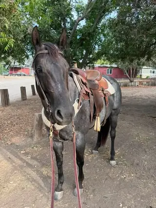 Hancocks Blue Derby (Belle), 5 Year Old Blue Roan Quarter Horse Mare for Sale in Murrieta, CA, photo 4 of 5