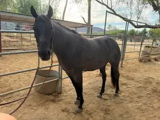 Hancocks Blue Derby (Belle), 5 Year Old Blue Roan Quarter Horse Mare for Sale in Murrieta, CA, photo 5 of 5