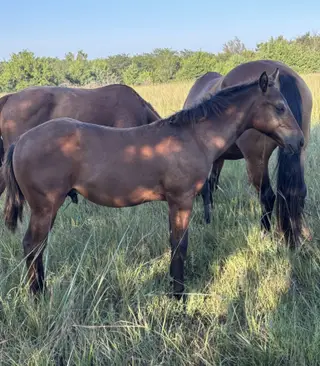 Colt by Lintons Last Cat, Foal Bay Quarter Horse Colt for Sale in Linn, KS