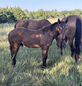Colt by Lintons Last Cat, Foal Bay Quarter Horse Colt for Sale in Linn, KS, photo 2 of 6