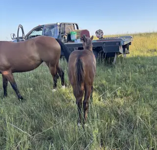 Colt by Lintons Last Cat, Foal Bay Quarter Horse Colt for Sale in Linn, KS, photo 3 of 6