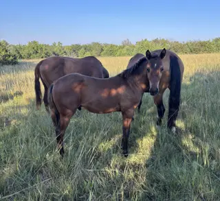 Colt by Lintons Last Cat, Foal Bay Quarter Horse Colt for Sale in Linn, KS, photo 6 of 6