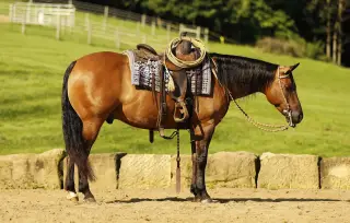 Ice, Quarter Horse Gelding for Sale