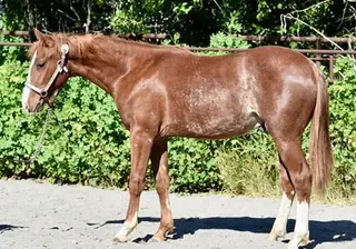 Hot Wyred, 1 Year Old Sorrel Quarter Horse Colt for Sale