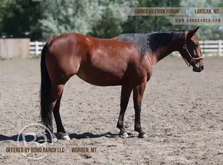 Play Guns Puddens, Filly for Sale
