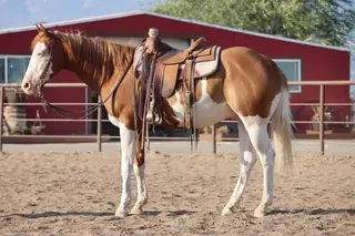 Sixtysix Vaqueroguns (Cowboy), 6 Year Old Sorrel Quarter Horse Gelding for Sale in Corsica, SD