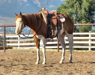 Sixtysix Vaqueroguns (Cowboy), 6 Year Old Sorrel Quarter Horse Gelding for Sale in Corsica, SD, photo 2 of 4