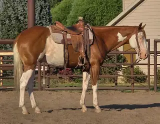 Sixtysix Vaqueroguns (Cowboy), 6 Year Old Sorrel Quarter Horse Gelding for Sale in Corsica, SD, photo 4 of 4