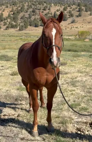 Squirt, 9 Year Old Sorrel Quarter Horse Gelding for Sale in Mitchell, OR