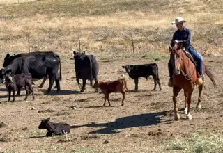 Squirt, 9 Year Old Sorrel Quarter Horse Gelding for Sale in Mitchell, OR, photo 2 of 3