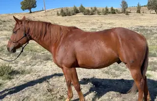 Squirt, 9 Year Old Sorrel Quarter Horse Gelding for Sale in Mitchell, OR, photo 3 of 3