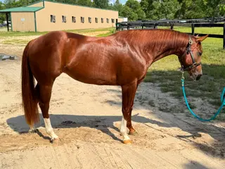 Filly by Patriot, 3 Year Old Sorrel Quarter Horse Filly for Sale in SC
