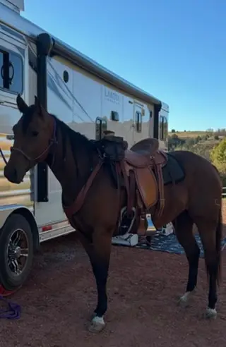 CT DRIFTIN LEONA (Chula), 4 Year Old Bay Quarter Horse Mare for Sale in Custer, SD, photo 2 of 5