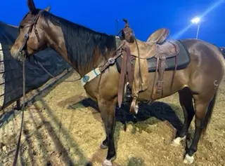 CT DRIFTIN LEONA (Chula), 4 Year Old Bay Quarter Horse Mare for Sale in Custer, SD, photo 4 of 5