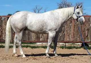 Docs Sailing Sunrise (Sailor), 9 Year Old Gray Quarter Horse Gelding for Sale