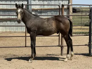 Voodoos Last Warlock (Louis), Foal Buckskin Quarter Horse Colt for Sale in Fort Collins, CO
