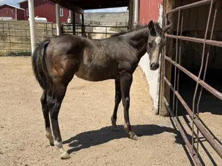 Voodoos Last Warlock (Louis), Foal Buckskin Quarter Horse Colt for Sale in Fort Collins, CO, photo 2 of 4