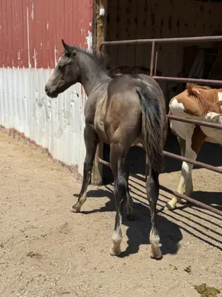 Voodoos Last Warlock (Louis), Foal Buckskin Quarter Horse Colt for Sale in Fort Collins, CO, photo 3 of 4