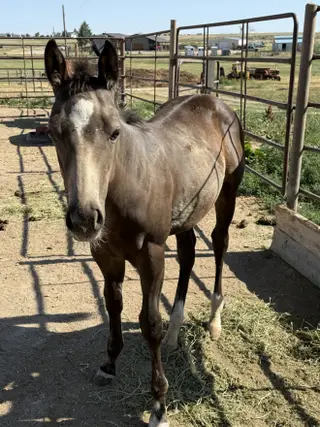 Voodoos Last Warlock (Louis), Foal Buckskin Quarter Horse Colt for Sale in Fort Collins, CO, photo 4 of 4