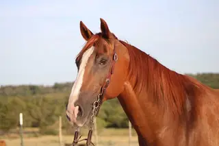 Scooter, 11 Year Old Sorrel Quarter Horse Gelding for Sale in Poolville, TX