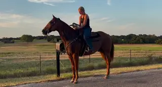 Scooter, 11 Year Old Sorrel Quarter Horse Gelding for Sale in Poolville, TX, photo 4 of 4