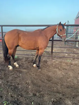 PQH Diamond Cat, 7 Year Old Dun Quarter Horse Gelding for Sale in Bison, SD