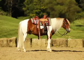 Marco, 5 Year Old Brown And White Pony Gelding for Sale