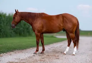 Cant Kick Jack (Bo), 5 Year Old Sorrel Quarter Horse Gelding for Sale in Seneca, IL