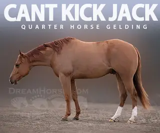 Cant Kick Jack (Bo), 5 Year Old Sorrel Quarter Horse Gelding for Sale in Seneca, IL, photo 2 of 5