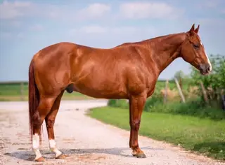 Cant Kick Jack (Bo), 5 Year Old Sorrel Quarter Horse Gelding for Sale in Seneca, IL, photo 3 of 5