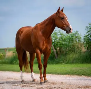 Cant Kick Jack (Bo), 5 Year Old Sorrel Quarter Horse Gelding for Sale in Seneca, IL, photo 4 of 5