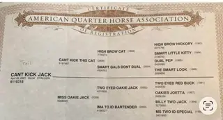 Cant Kick Jack (Bo), 5 Year Old Sorrel Quarter Horse Gelding for Sale in Seneca, IL, photo 5 of 5
