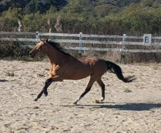 Frenchman Sakem (Jessie), 19 Year Old Buckskin Quarter Horse Gelding for Sale in Fort Bragg, CA
