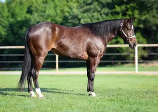 Gelding by Once In A Blu Boon