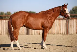 Donny, 3 Year Old Sorrel Quarter Horse Gelding for Sale in New Plymouth, ID