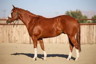 Donny, 3 Year Old Sorrel Quarter Horse Gelding for Sale in New Plymouth, ID, photo 2 of 2