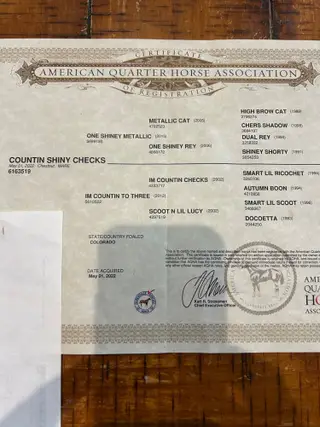 Countin Shiny Checks (One Shiney Metallic), 4 Year Old Chestnut Quarter Horse Mare for Sale in Hugo, CO, photo 2 of 2