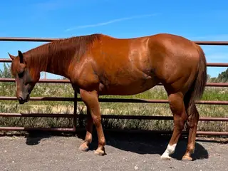 Across Party Lines (Bella), 5 Year Old Sorrel Quarter Horse Mare for Sale in Rigby, ID