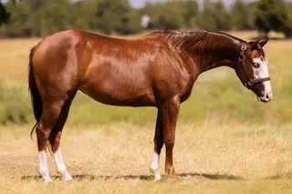 No Guts No Glori (Gigi), 2 Year Old Sorrel Quarter Horse Filly for Sale in Marietta, OK