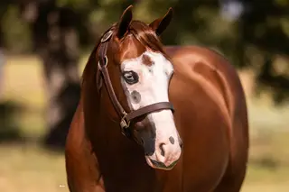 No Guts No Glori (Gigi), 2 Year Old Sorrel Quarter Horse Filly for Sale in Marietta, OK, photo 2 of 4