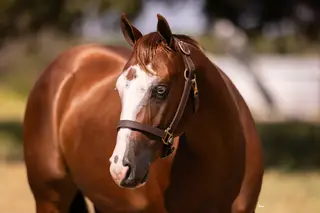 No Guts No Glori (Gigi), 2 Year Old Sorrel Quarter Horse Filly for Sale in Marietta, OK, photo 3 of 4