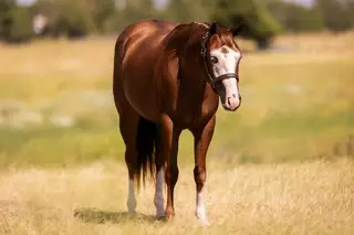 No Guts No Glori (Gigi), 2 Year Old Sorrel Quarter Horse Filly for Sale in Marietta, OK, photo 4 of 4
