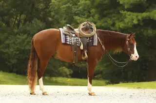 Jacs Red Ryder (Maserati), Sorrel Quarter Horse Gelding for Sale