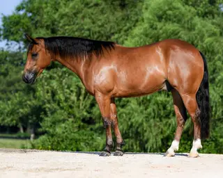 Dunnit On A Special Nite, 6 Year Old Bay Quarter Horse Gelding for Sale